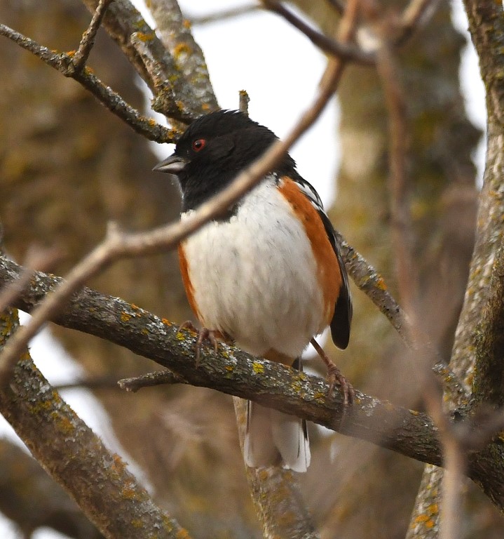DSC_6660b.jpg