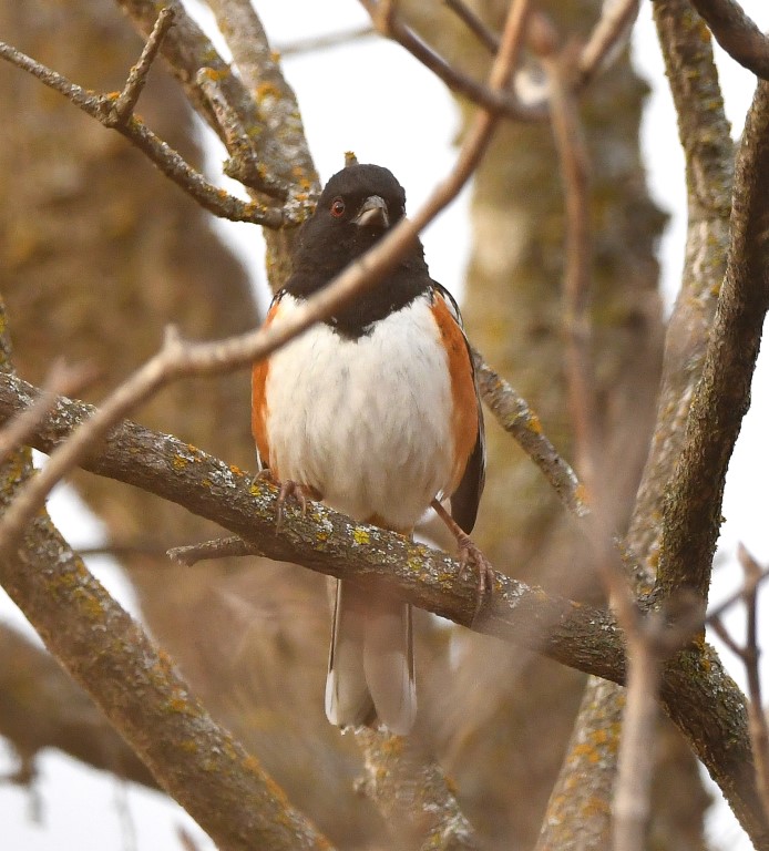 DSC_6662b.jpg