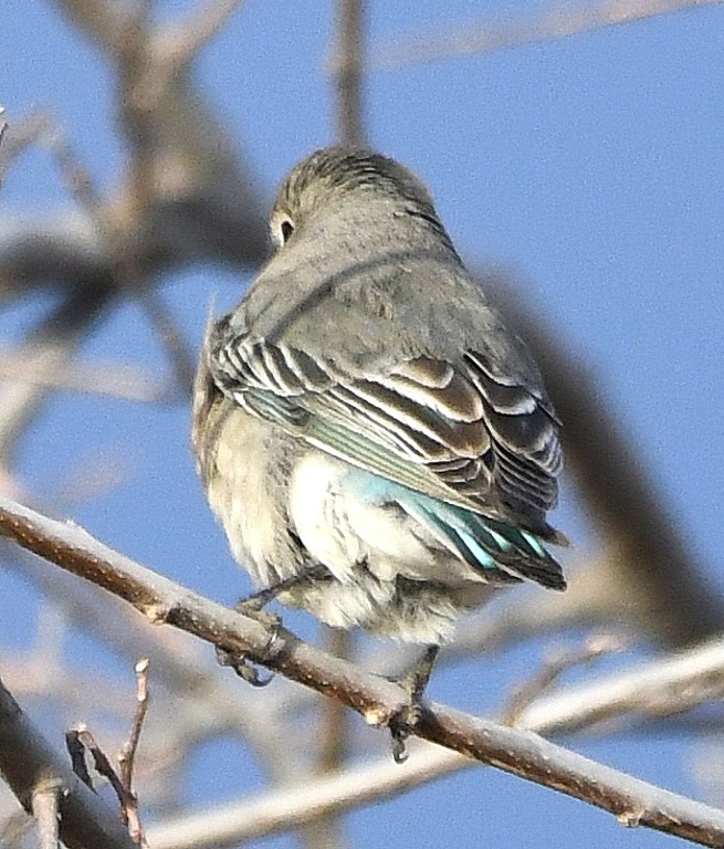 DSC_6696b.jpg