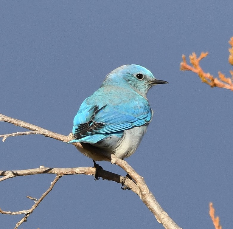 DSC_6714b.jpg