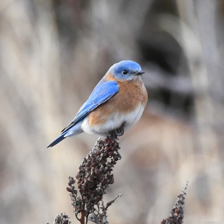 DSC_6736b.jpg