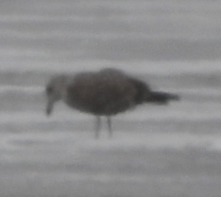 DSC_8214b.jpg