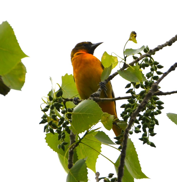 DSC_3819b.jpg