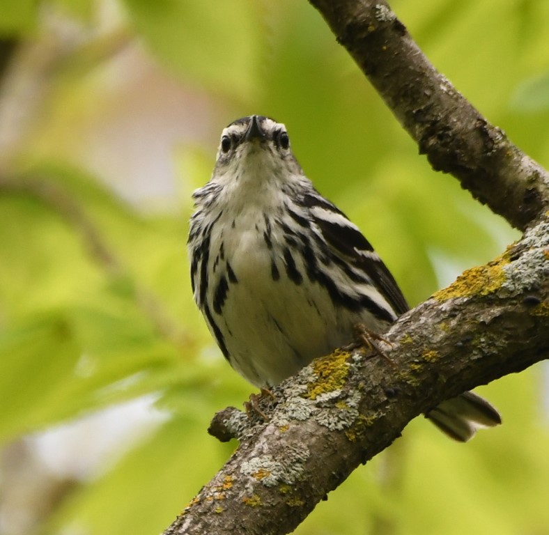 DSC_3887b.jpg