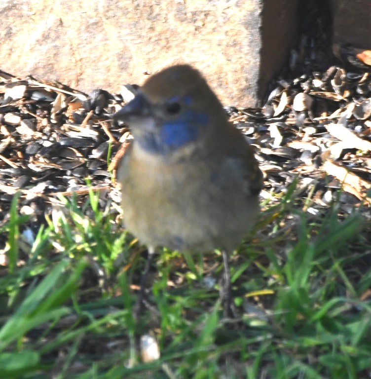 DSC_4255b.jpg