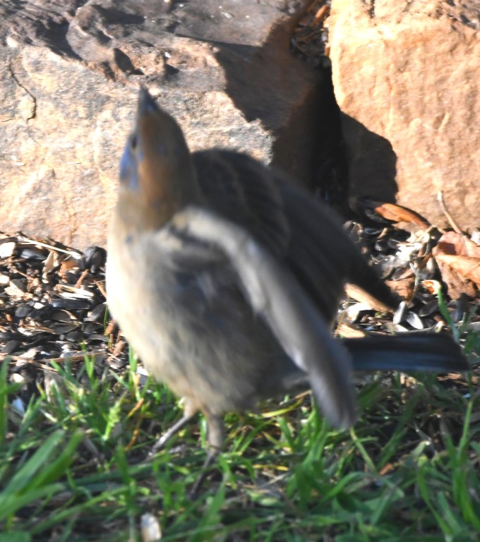 DSC_4257b.jpg