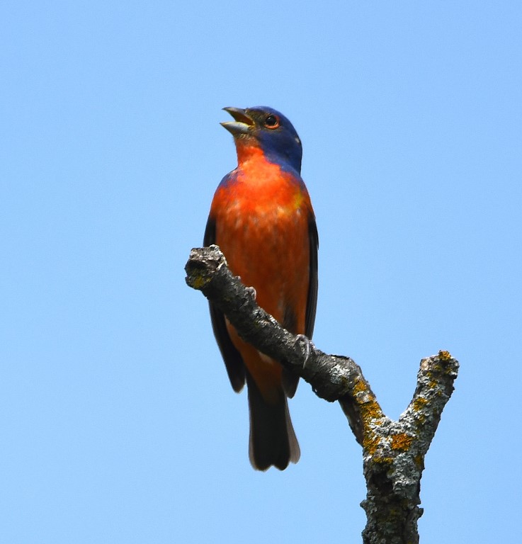 DSC_6730b.jpg