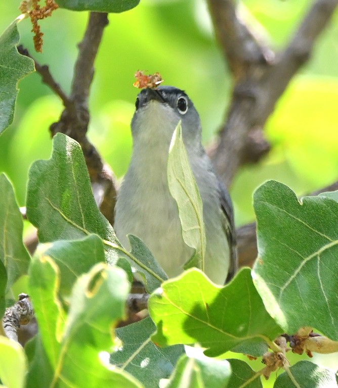 DSC_6745b.jpg