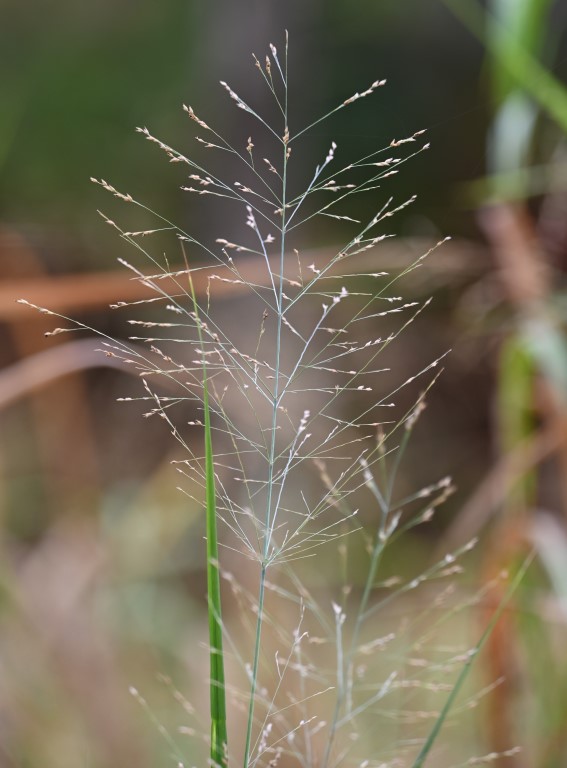 DSC_0443b.jpg