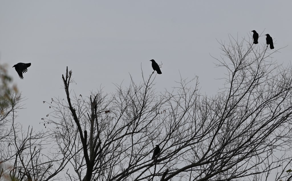DSC_0452b.jpg