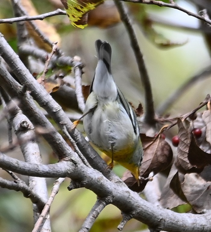 DSC_0562b.jpg