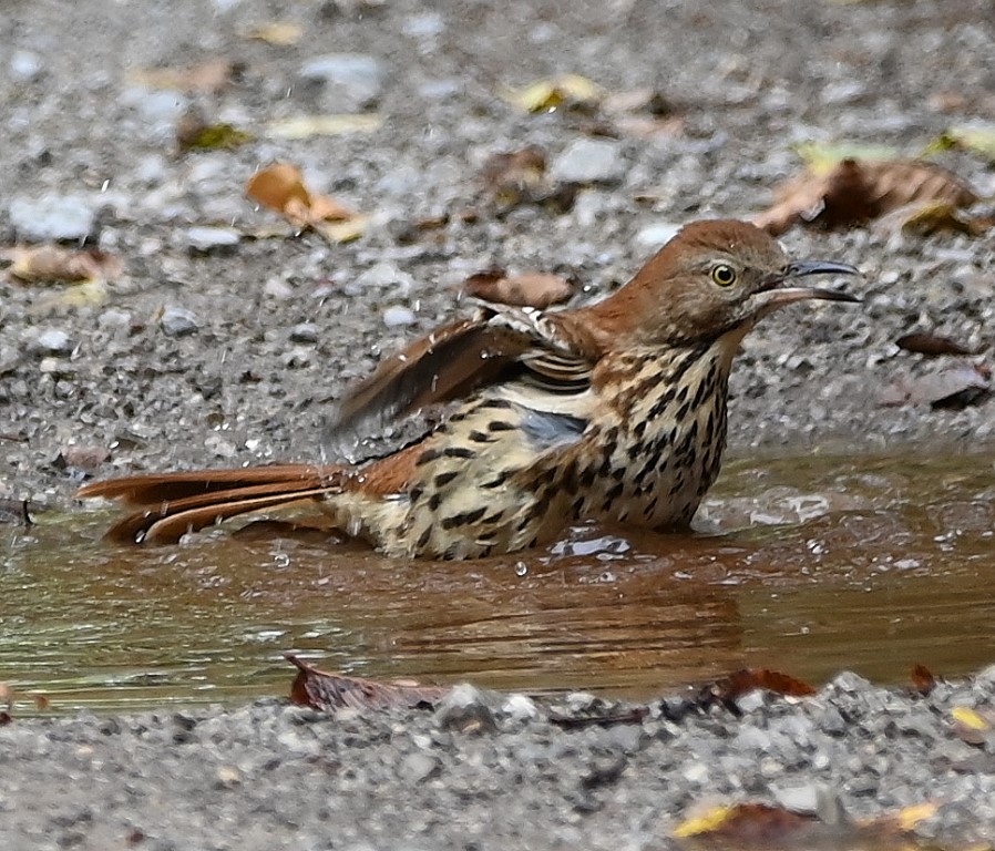 DSC_0587b.jpg