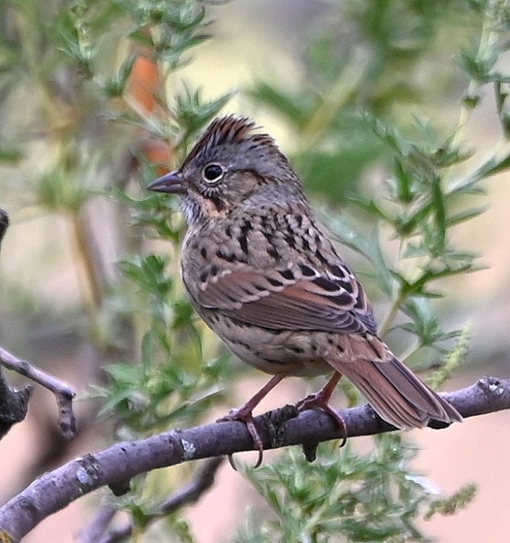 DSC_0754b.jpg
