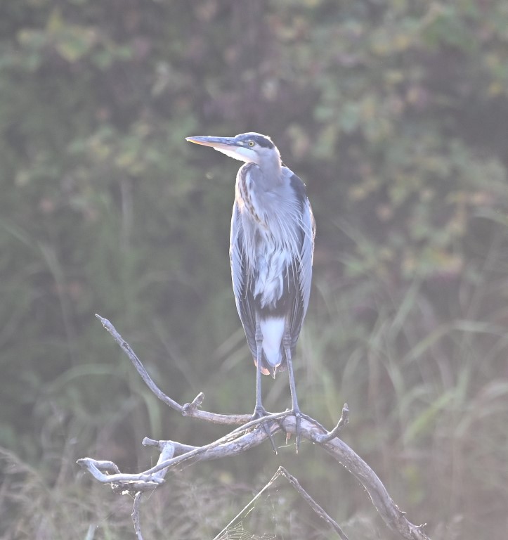 DSC_1060b.jpg
