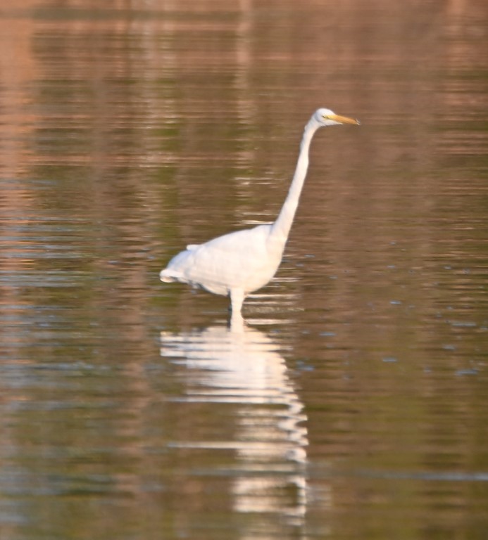 DSC_1094b.jpg