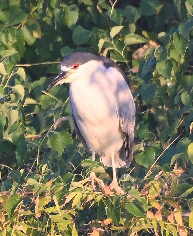 DSC_1110b.jpg