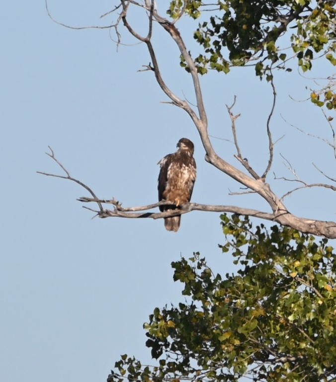 DSC_2871b.jpg