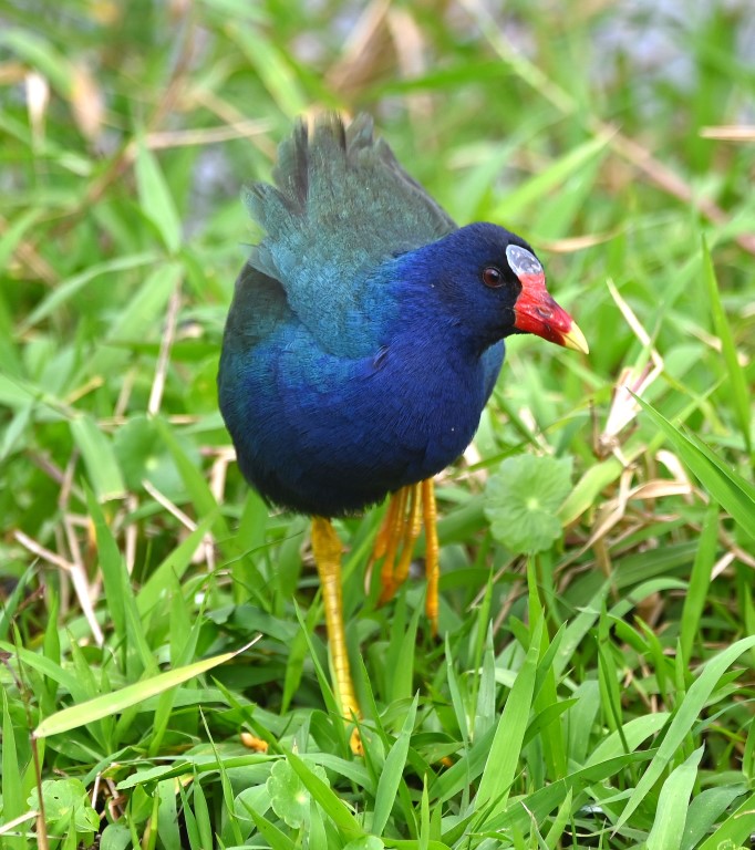 DSC_3070b.jpg