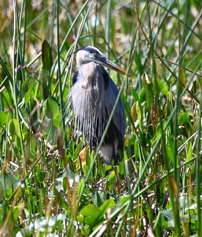 DSC_3550b.jpg
