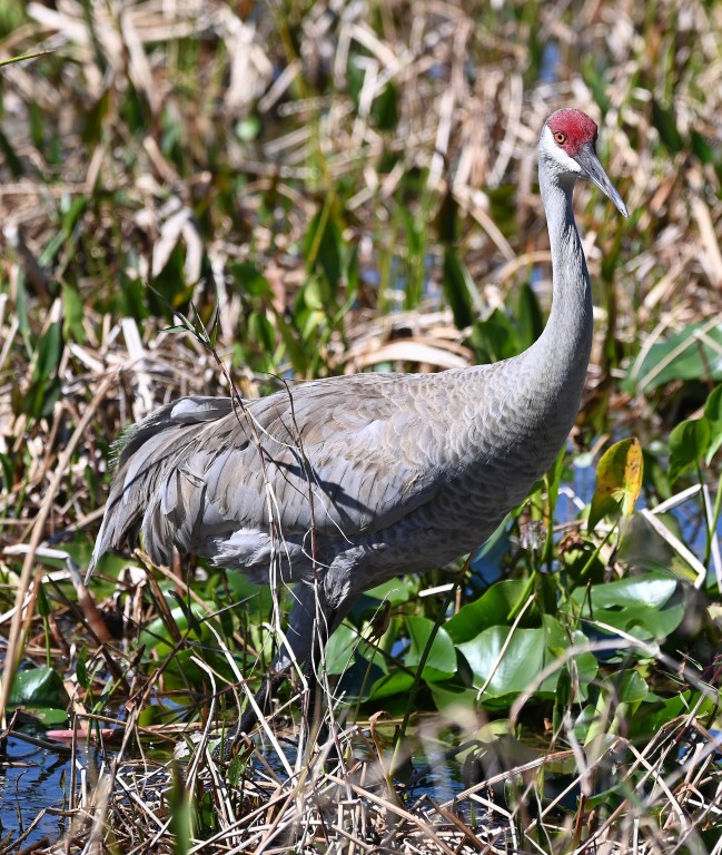 DSC_3573b.jpg