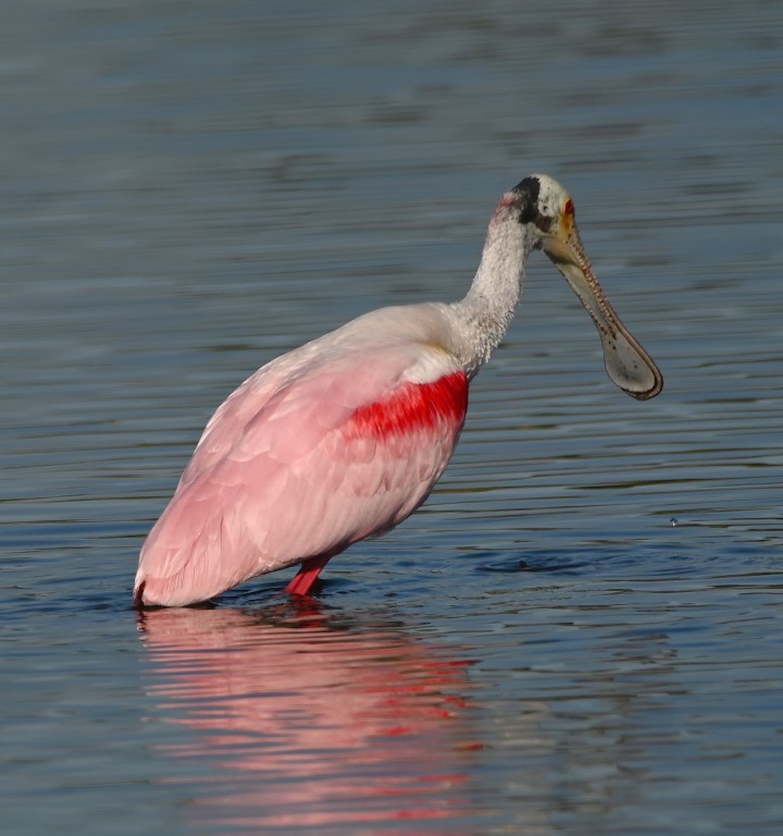 DSC_3772b.jpg