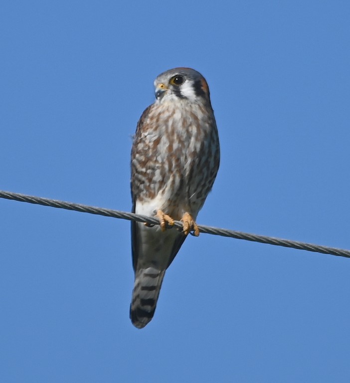 DSC_4082b.jpg