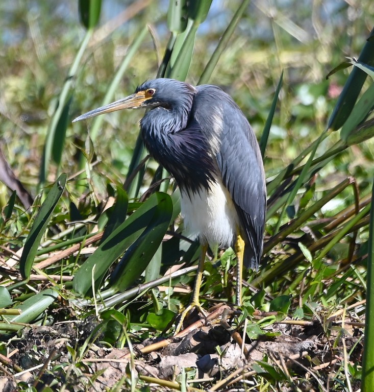 DSC_4151b.jpg
