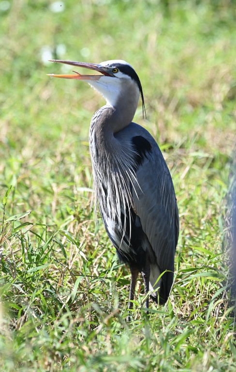 DSC_4174b.jpg