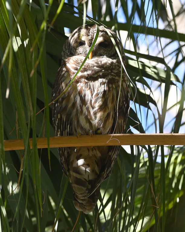 DSC_4308b.jpg