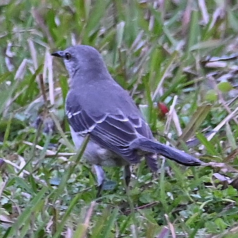 DSC_4461b.jpg
