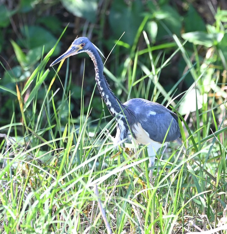 DSC_4594b.jpg