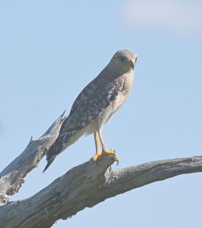 DSC_4607b.jpg
