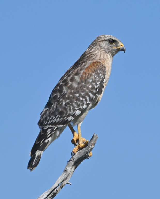 DSC_4615b.jpg