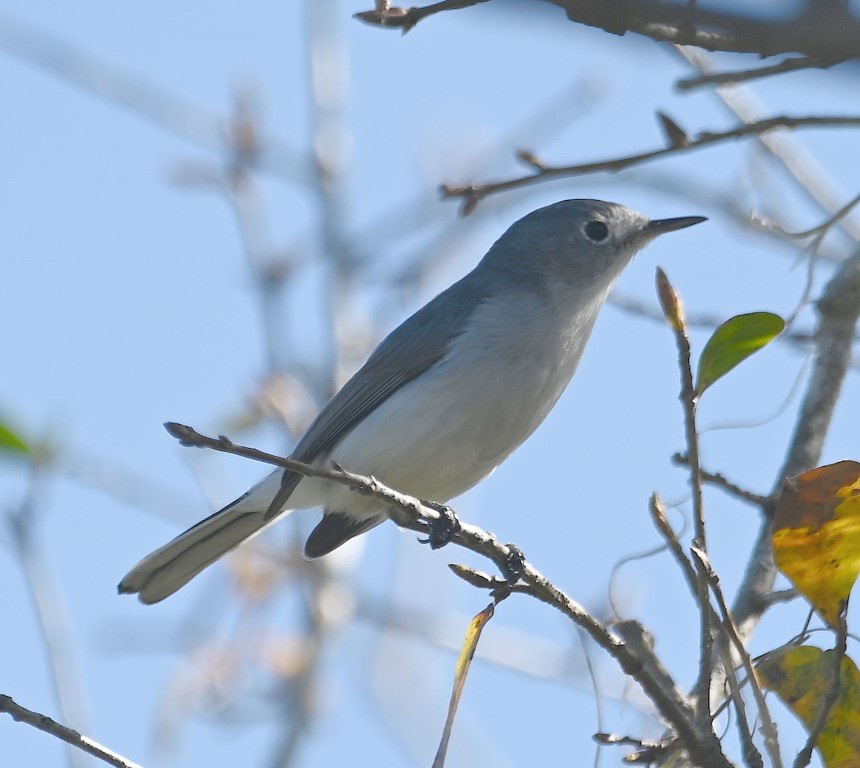 DSC_4656b.jpg