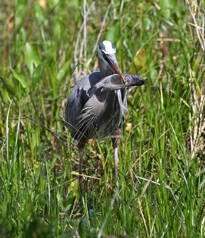 DSC_4763b.jpg