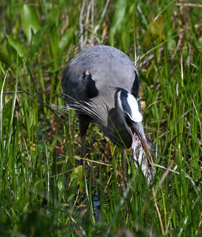 DSC_4773b.jpg