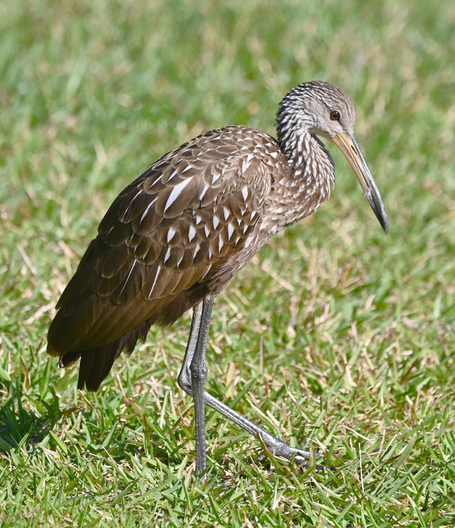 DSC_4970b.jpg