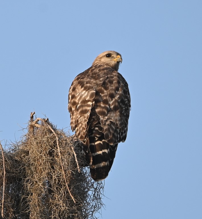 DSC_5063b.jpg