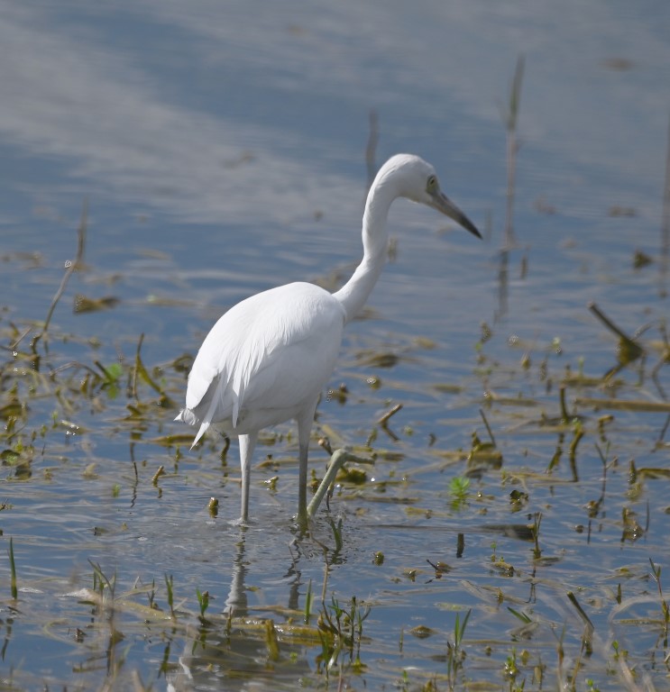 DSC_5071b.jpg