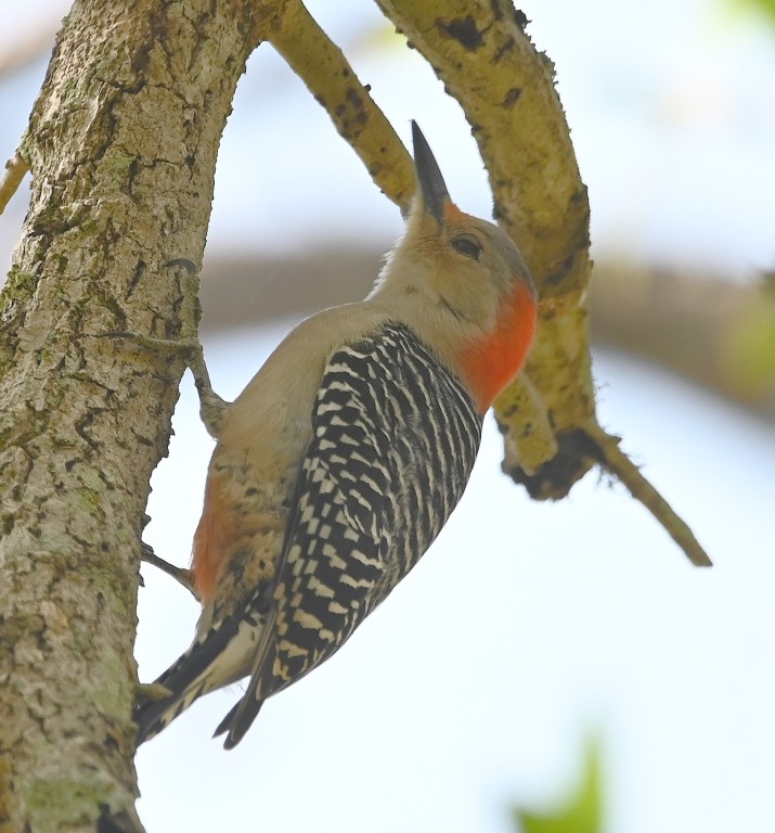 DSC_5564b.jpg