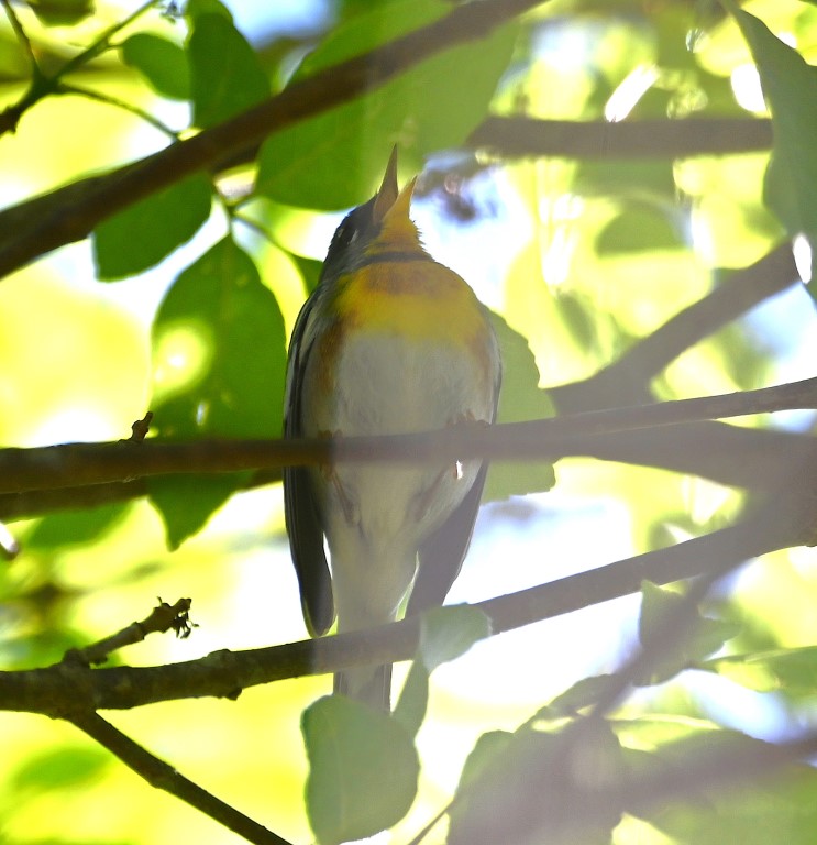 DSC_5584b.jpg