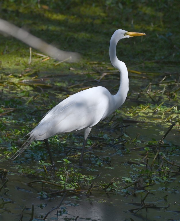 DSC_5600b.jpg
