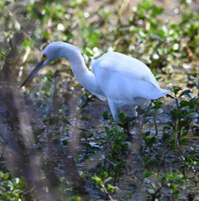 DSC_5618b.jpg