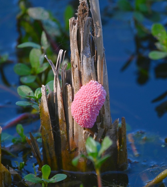 DSC_5627b.jpg
