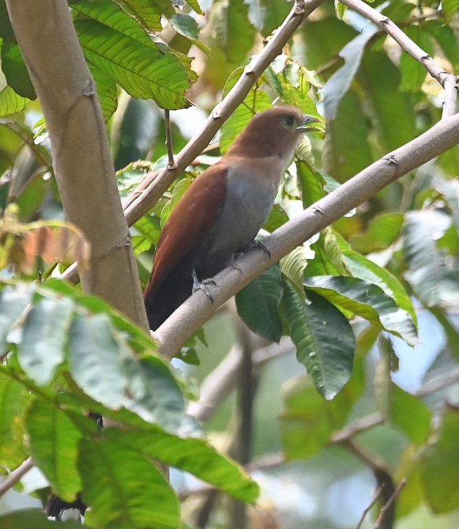 DSC_7008b.jpg