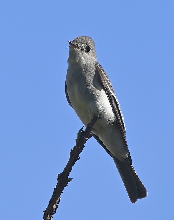 DSC_7195b.jpg