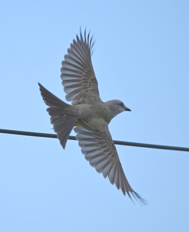 DSC_7566b.jpg