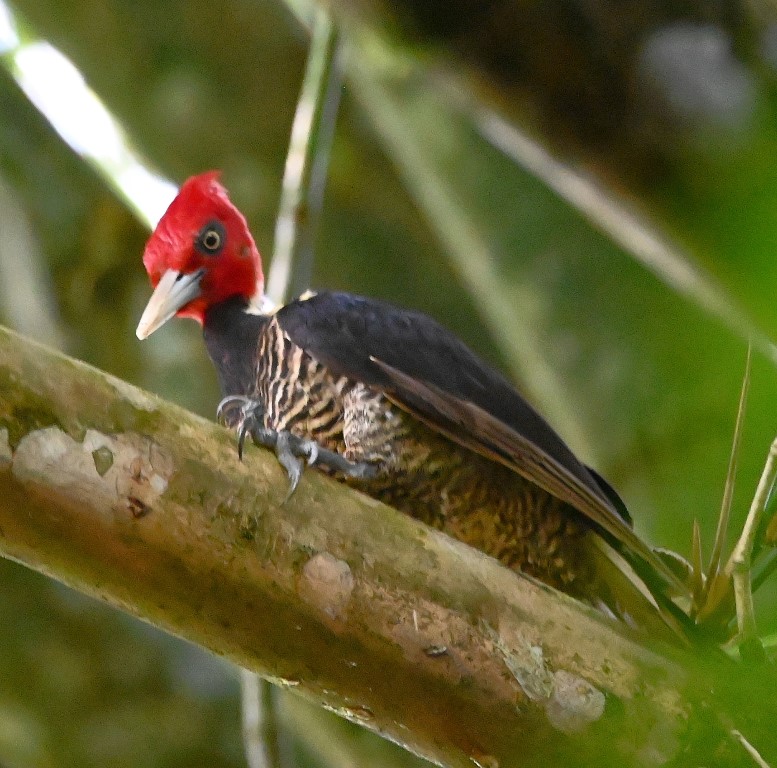 DSC_7770b.jpg
