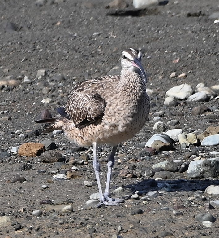 DSC_7838b.jpg