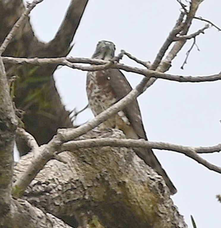 DSC_8032b.jpg